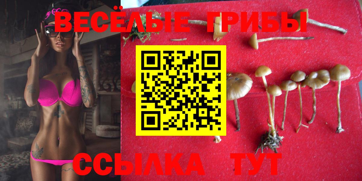 Галлюциногенные грибы Cubensis  Вход с VPN  Электрогорск 
